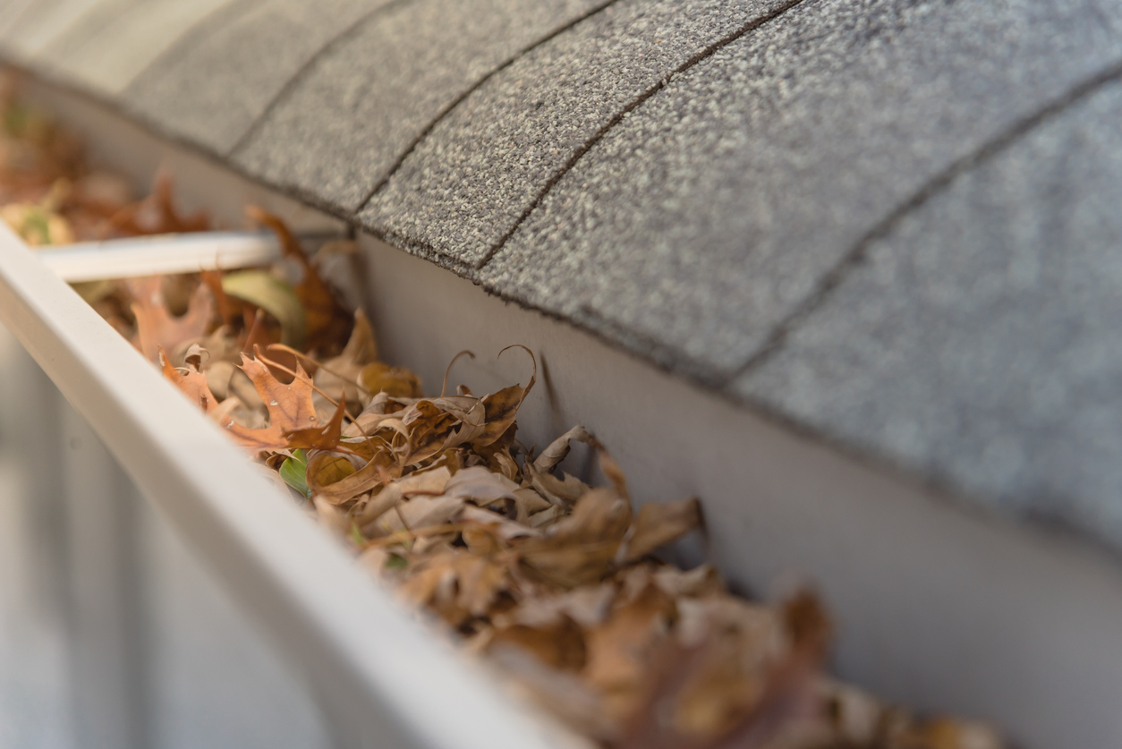 Blocked gutter full of autumn dried leaves and debris clogging in Texas, America