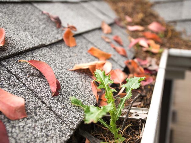 debris-filled-gutters Gutters and roof valley filled with tree debris.
