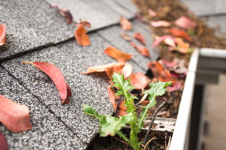 Gutters and roof valley filled with tree debris.